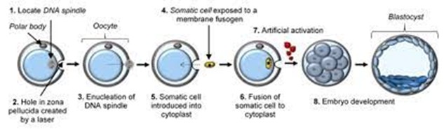 Animal cloning technology using somatic cell nuclear transfer: Research orientation and application in livestock production in Vietnam