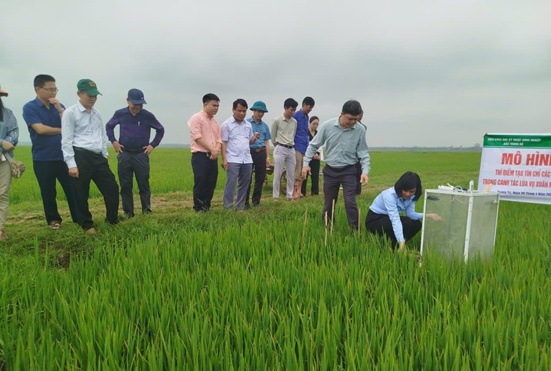 Rice carbon credits: A green revolution in the fields