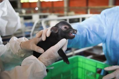 Animal cloning technology using somatic cell nuclear transfer: Research orientation and application in livestock production in Vietnam