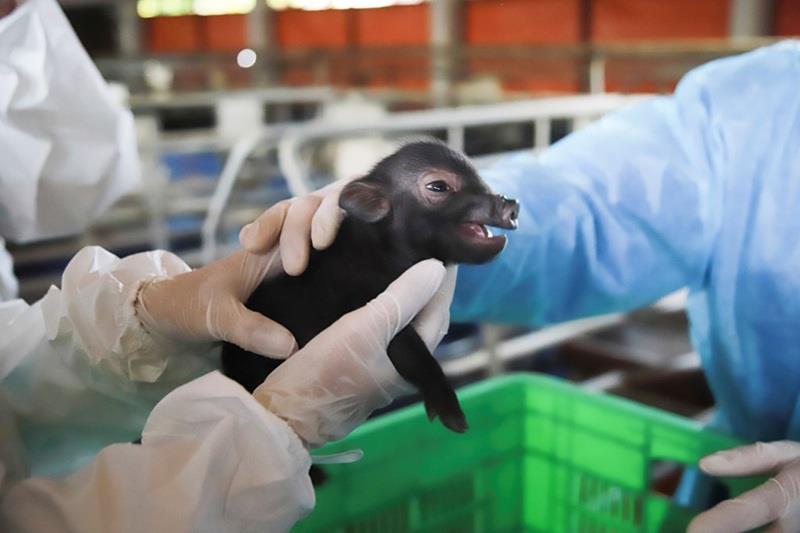 Animal cloning technology using somatic cell nuclear transfer: Research orientation and application in livestock production in Vietnam