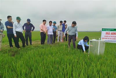 Rice carbon credits: A green revolution in the fields